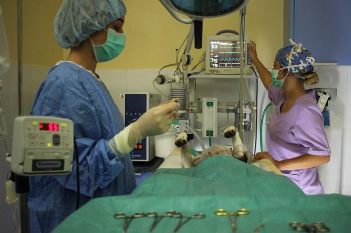 Centro Veterinario El Refugio — Del propietario