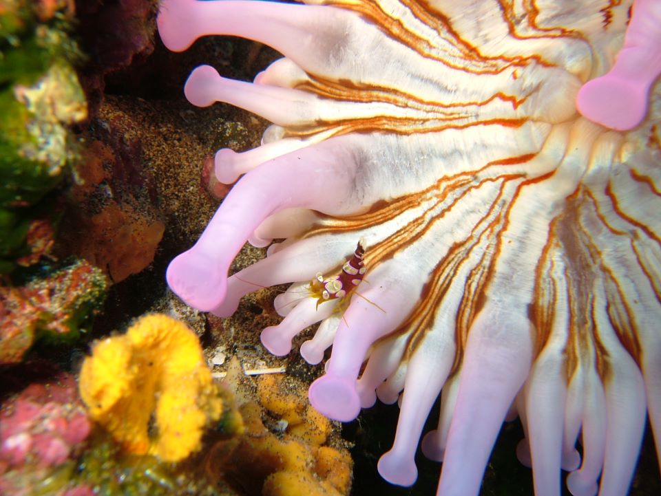 Aquanautic Club Lanzarote