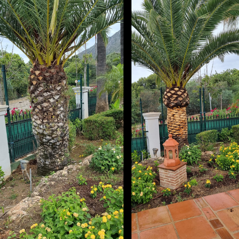 Pruning Palms And Garden Service Poda De Palmeras Y Jardineria En Malaga
