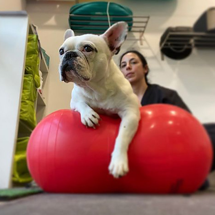 Carmen Ceres, Veterinaria Especialista en Fisioterapia y Rehabilitacion para Perros y Gatos — Del propietario