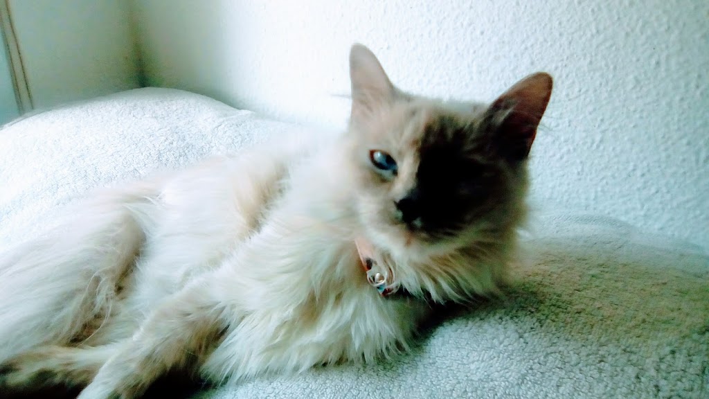 Centro Veterinario Felican Elx — Gato