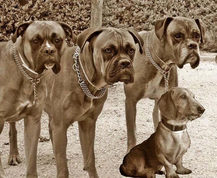 LaVet Veterinarios del Centro