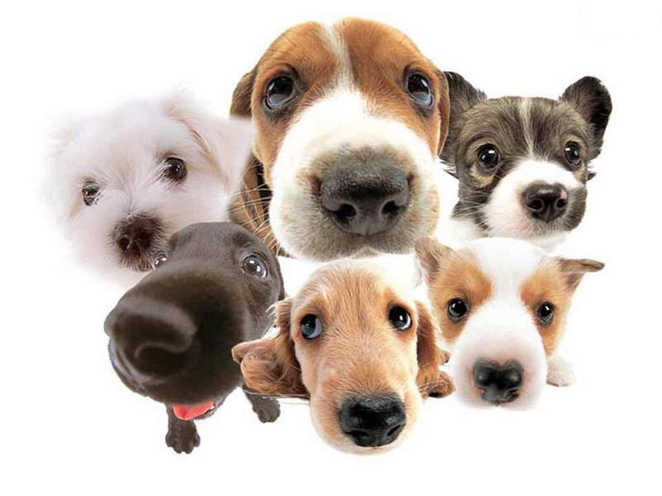 Clinica Veterinaria MIRIBILLA — Perro