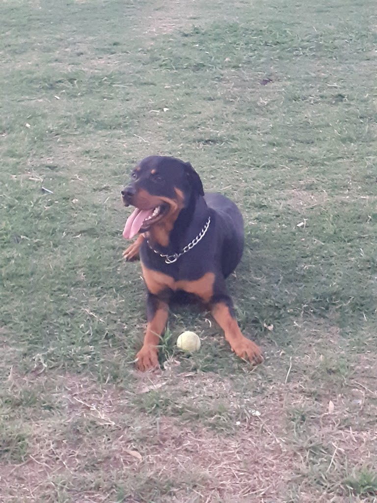 Perro