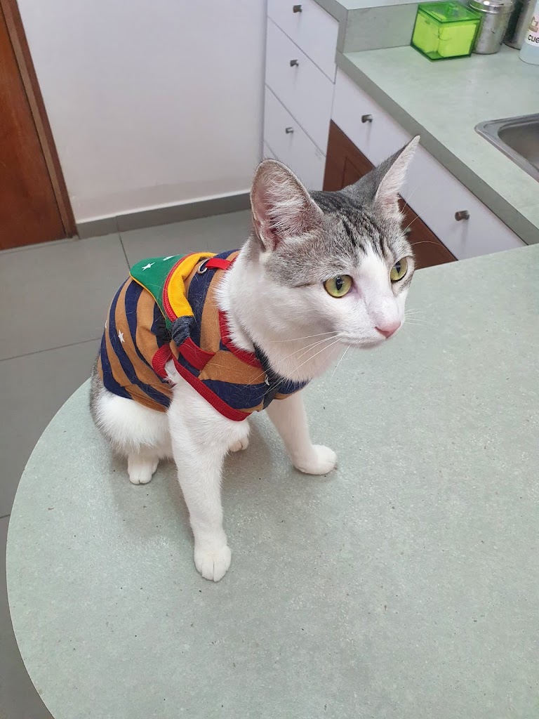 Gato