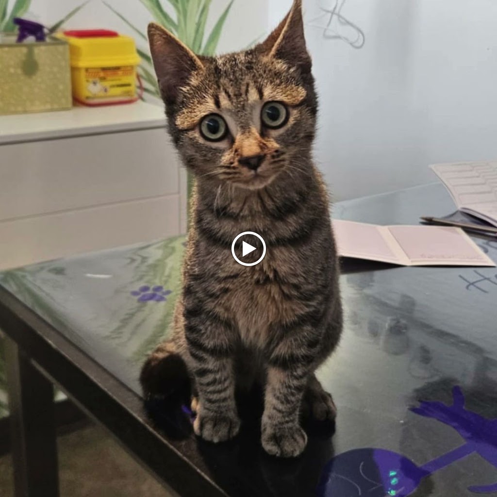 CAN CAT Clinica Veterinaria — Gato