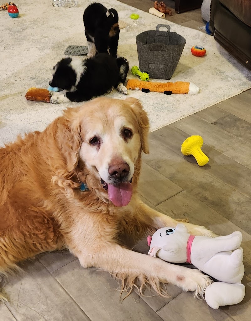 Pet boarding service in Riverton