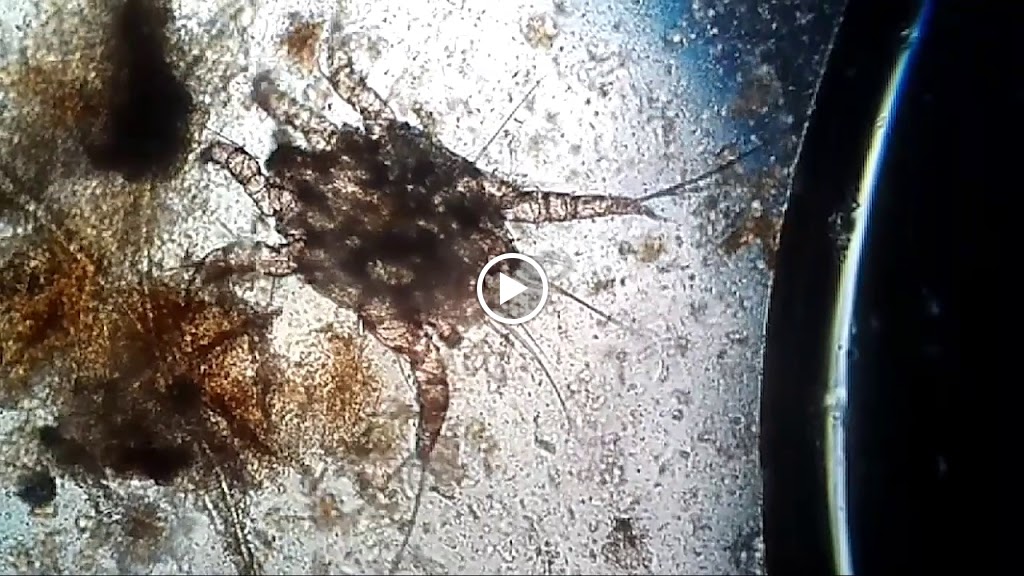 Clinica Veterinaria Puerta Del Sur — Videos