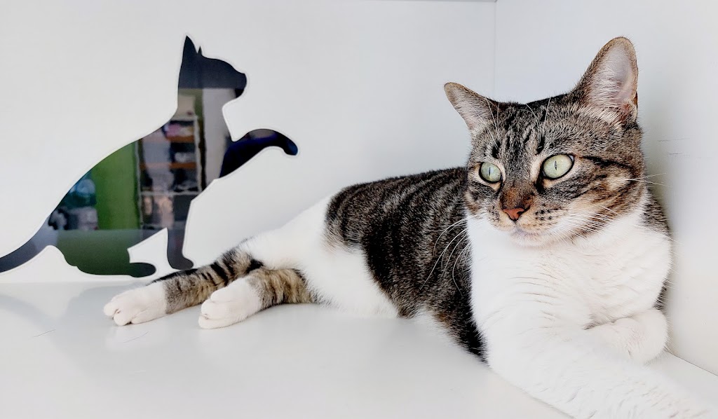 ASSISVET | Clinica Veterinaria en Castellon — Gato