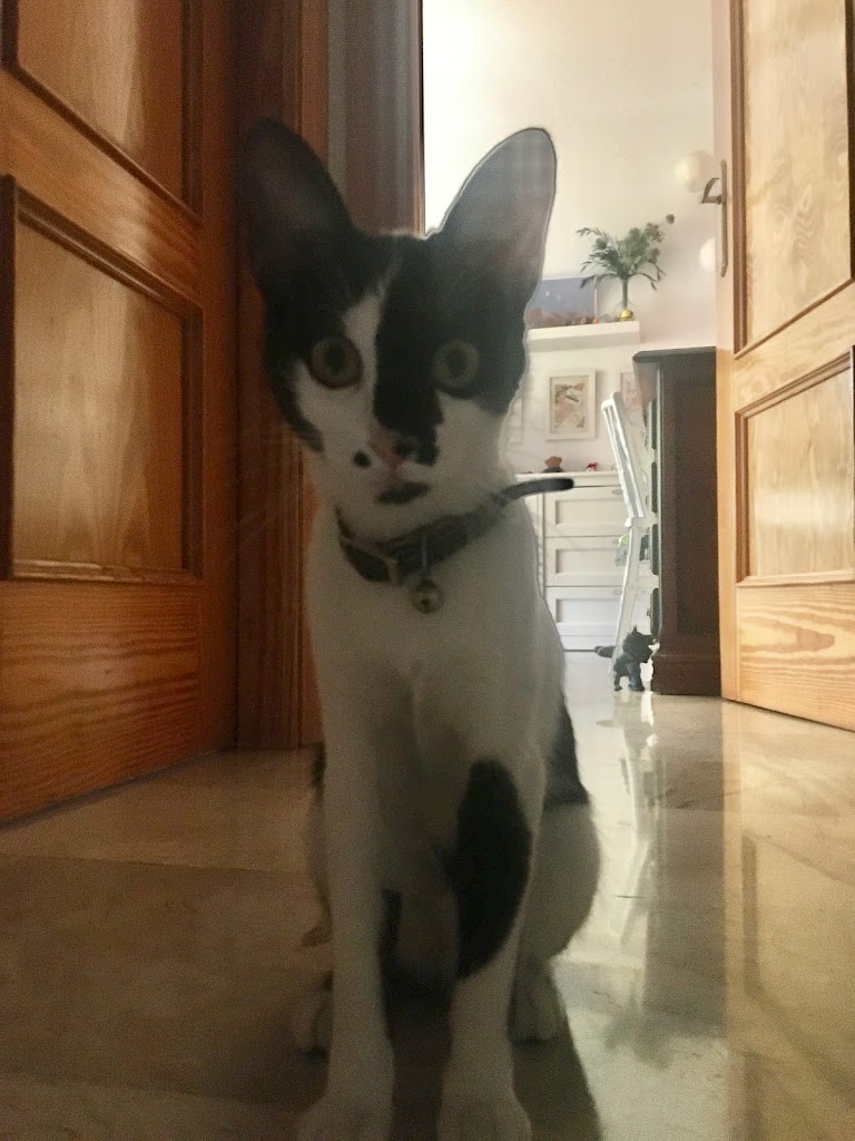 CLINICA VETERINARIA LA RONDA — Gato