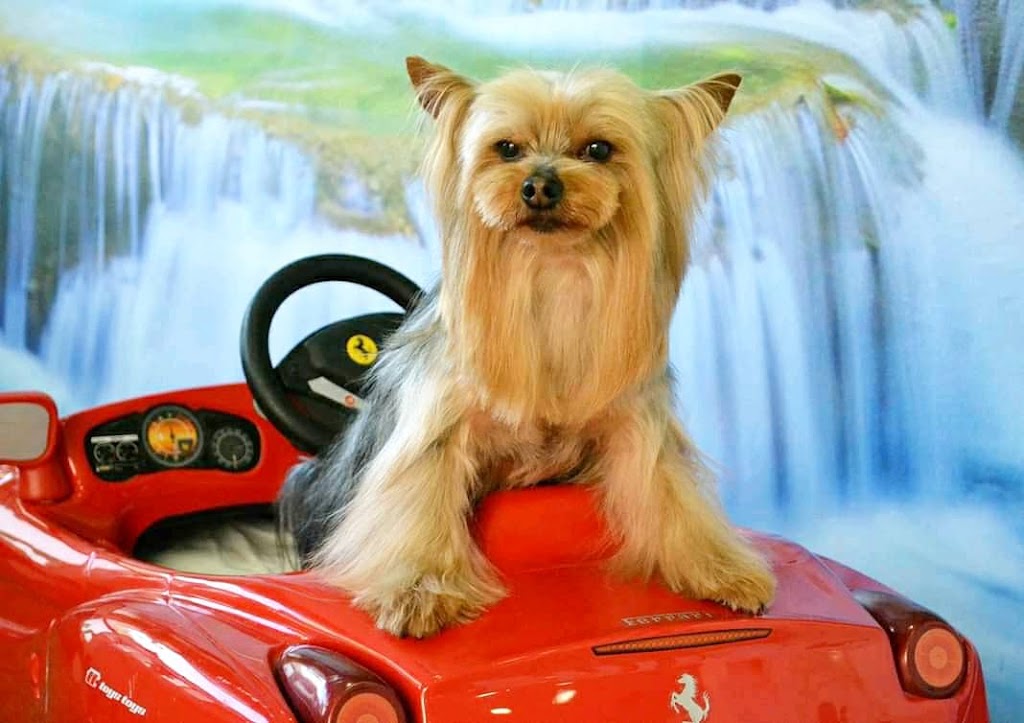 Perrerias SB peluqueria canina y felina