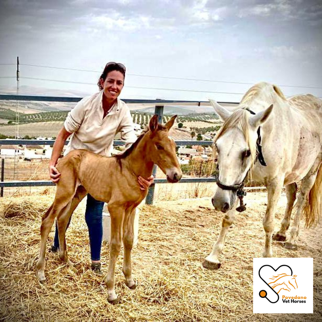 Povedano Vet Horses S.L. — Del propietario
