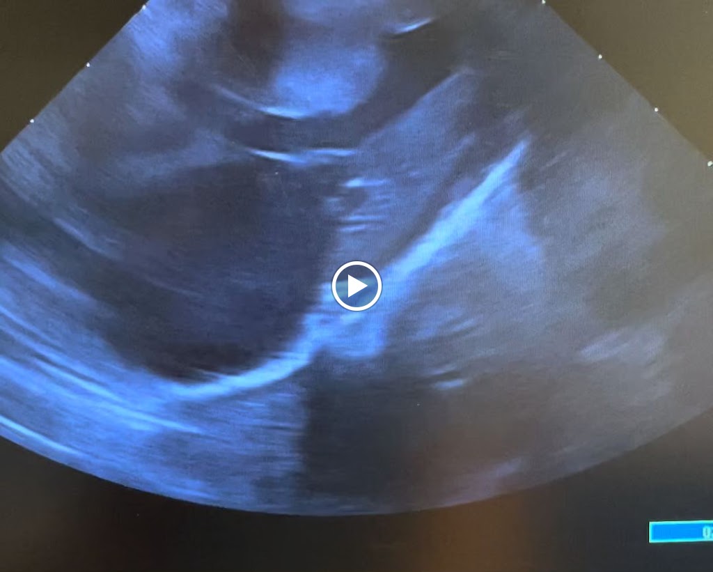 Clinica Veterinaria Andia — Videos