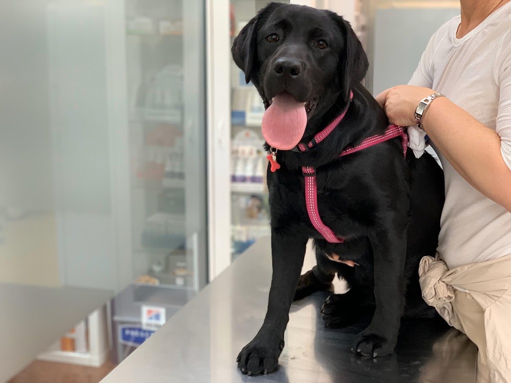 Centro Veterinario Castilla — Perro