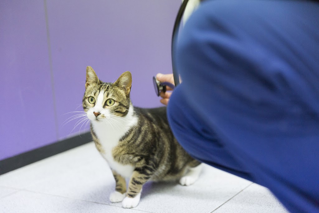 Sant Antoni Veterinari — Del propietario