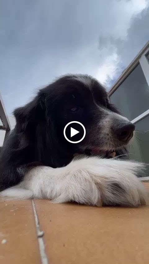 Centre Veterinari Mozart — Videos
