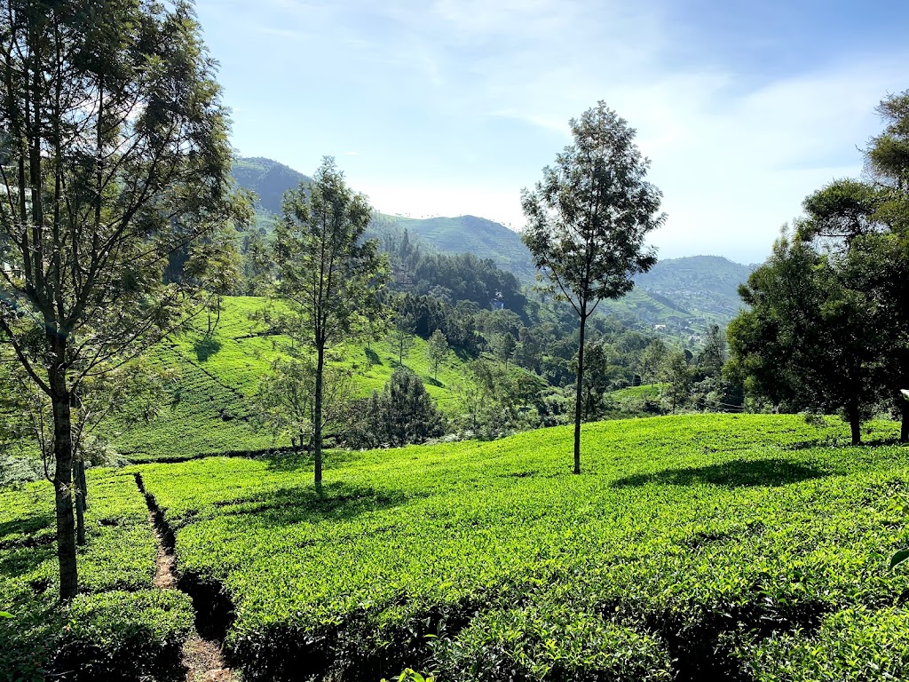 Landscape