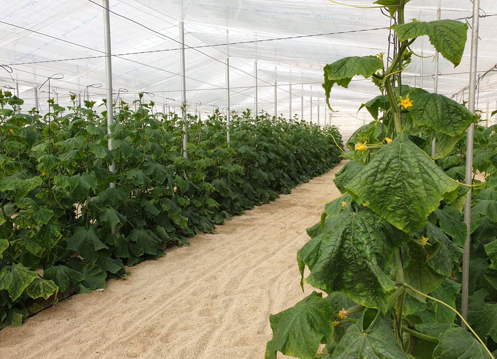 Escuela Agraria Vicar