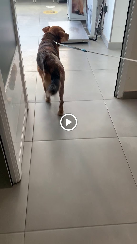 CENTRO VETERINARIO JOLUGA — Videos