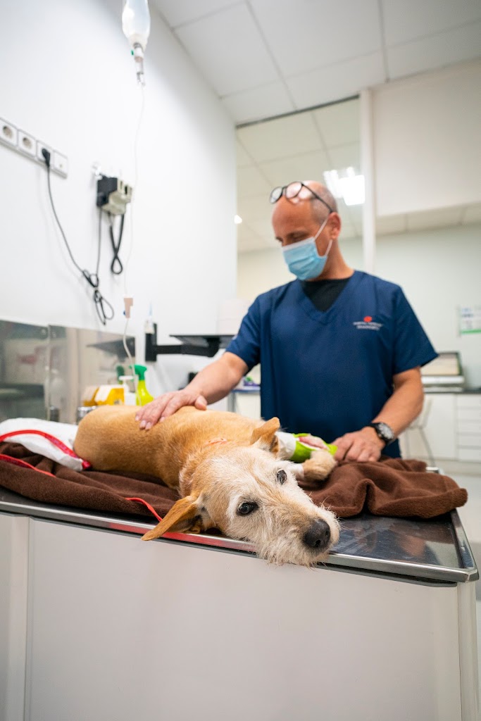 Veterinari Diagnostic — Del propietario