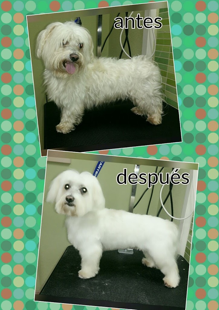 Clinica Veterinaria Urreta — Perro
