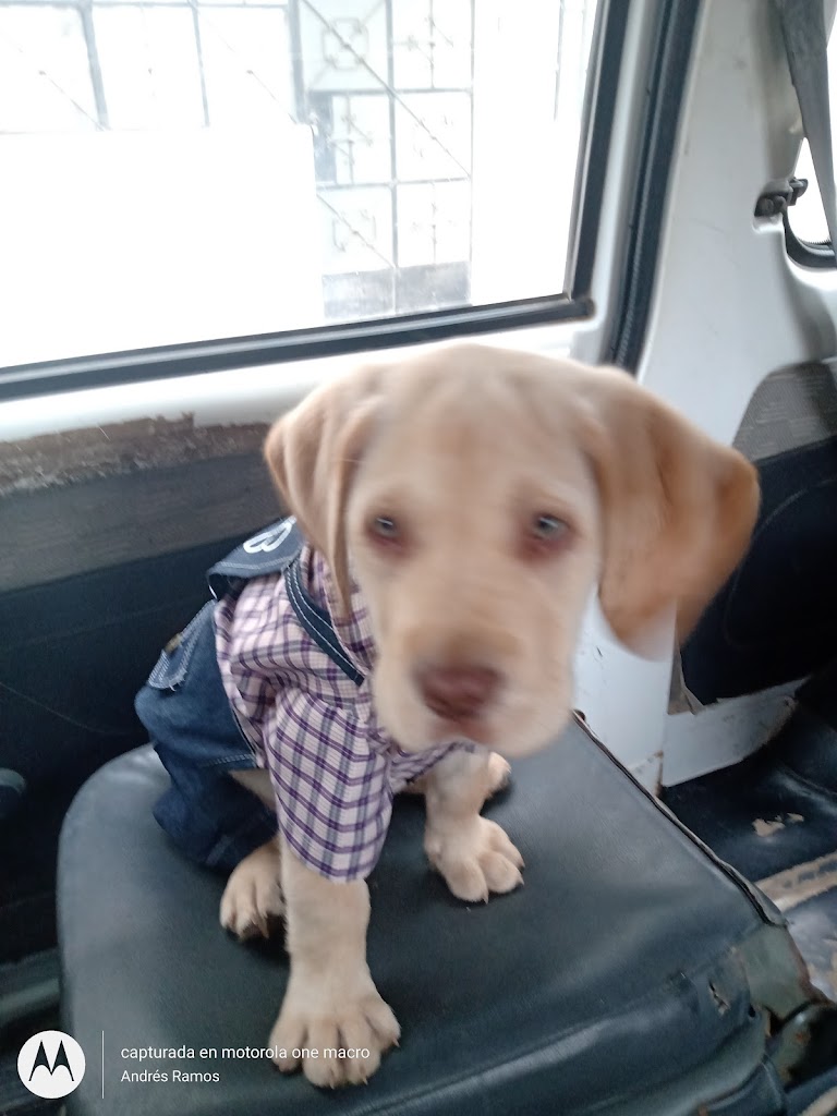 Perro