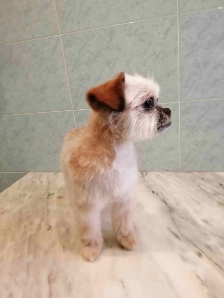 Clinica Veterinaria Alasthor — Perro