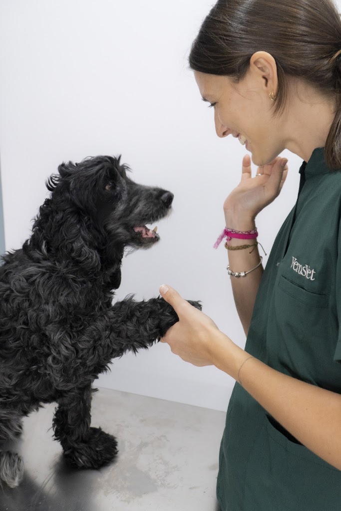 VerosVet Clinica Veterinaria — Del propietario