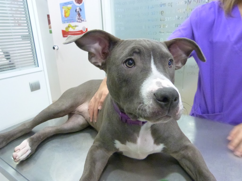 Dermatologia veterinaria Madrid — Perro
