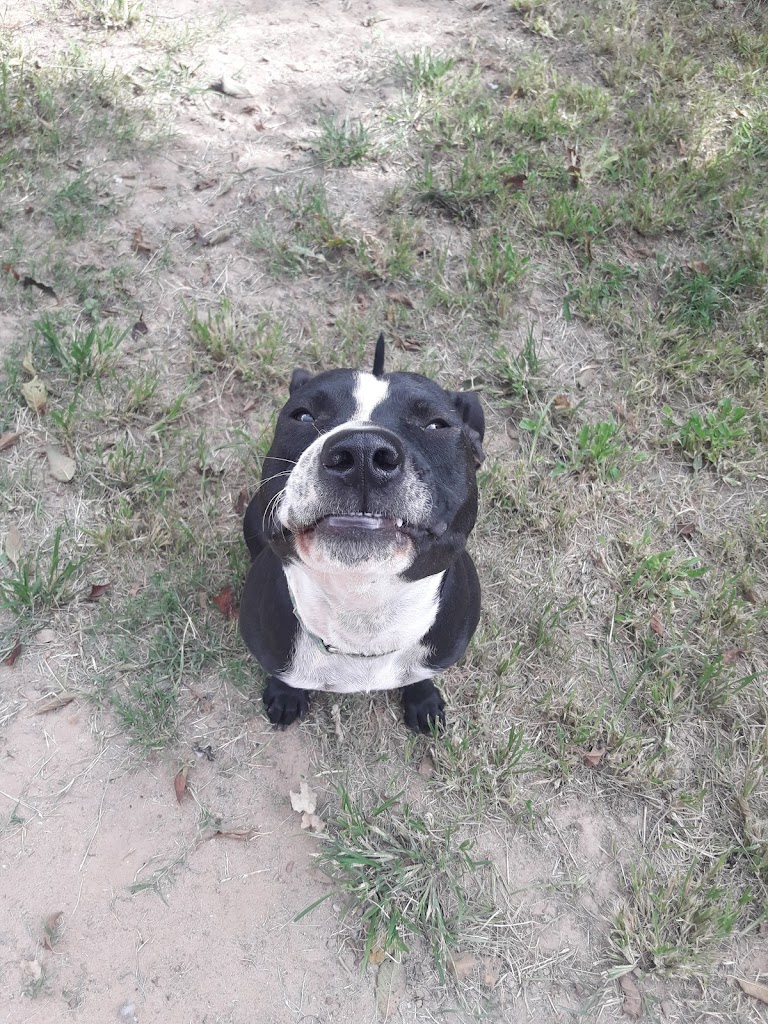 Perro
