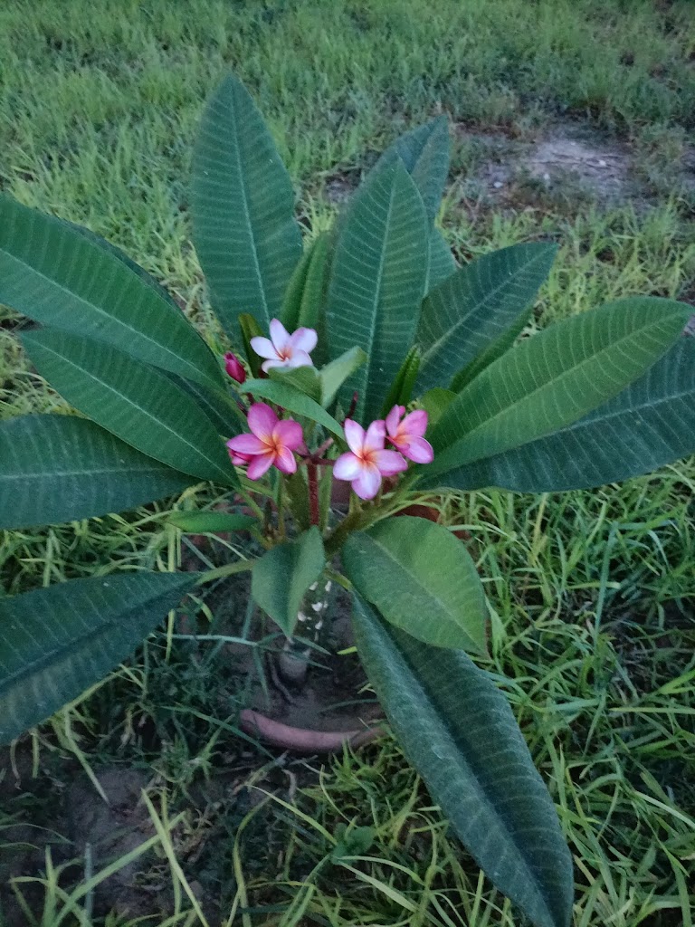 PARKING LOS NARANJOS
