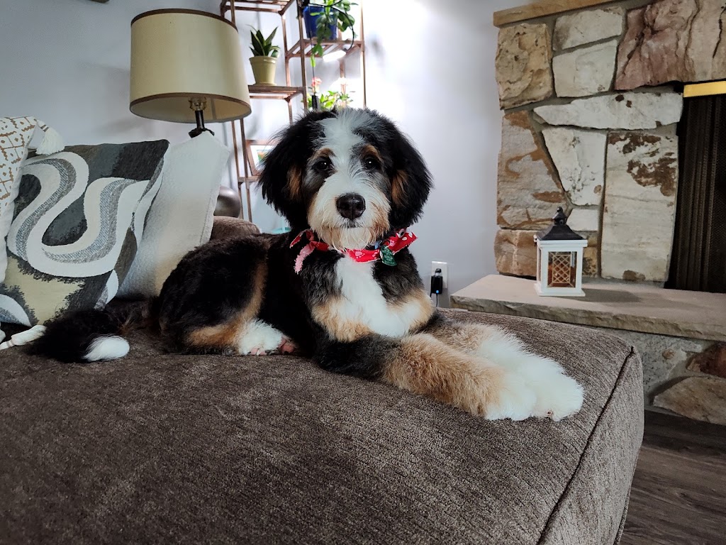 Pet groomer in Pleasant-Grove