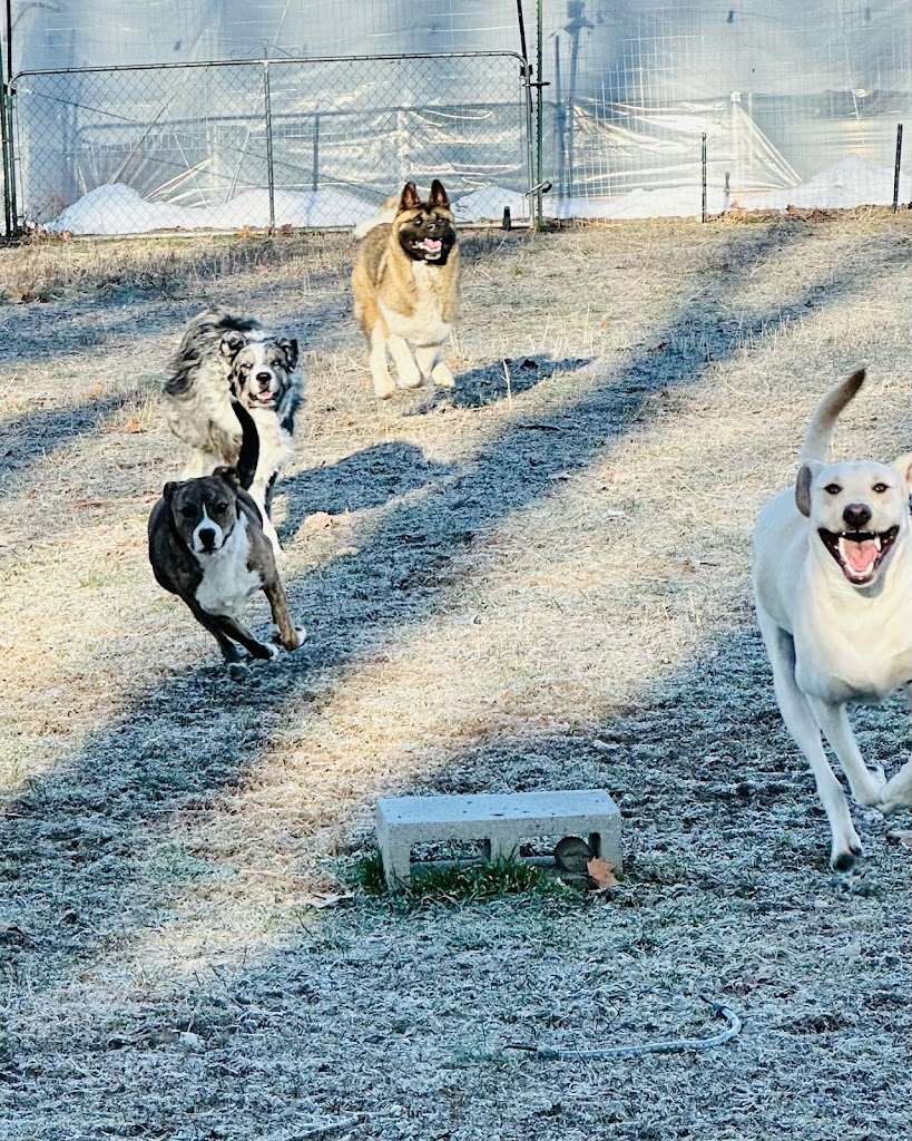 Dog day care center in Pleasant-Grove