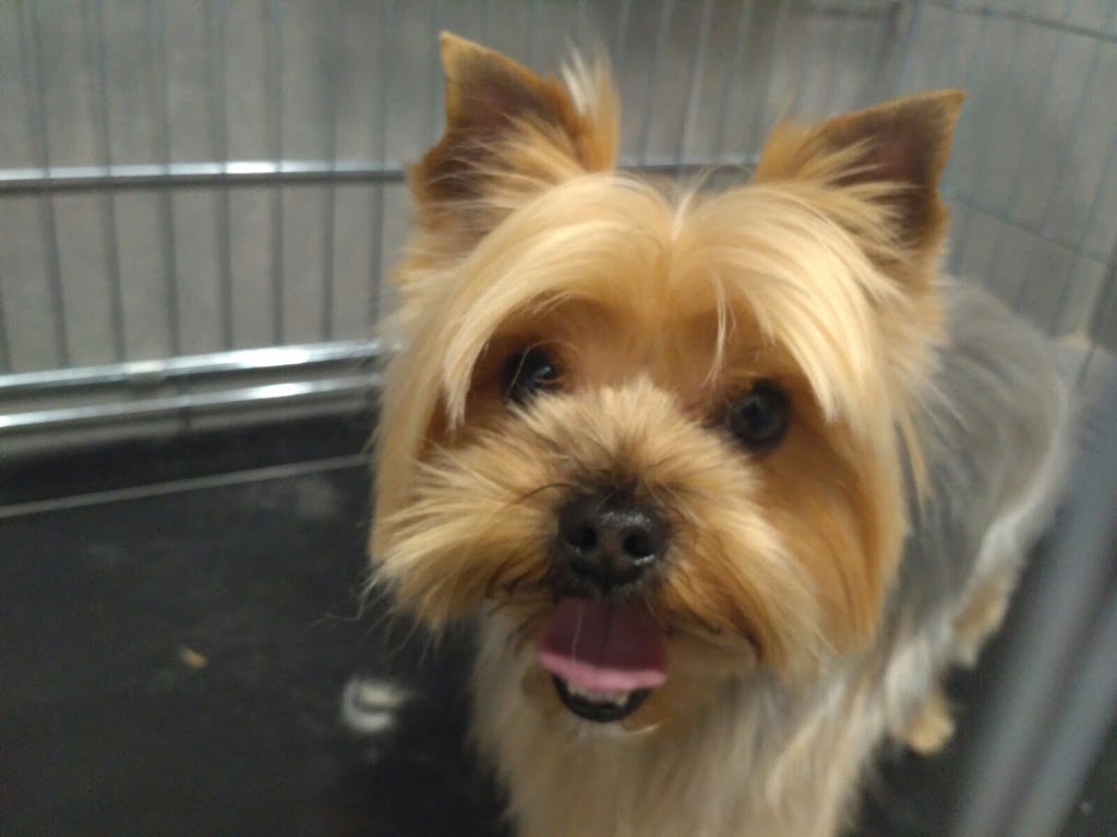 Clinica Veterinaria Murcia Norte — Del propietario