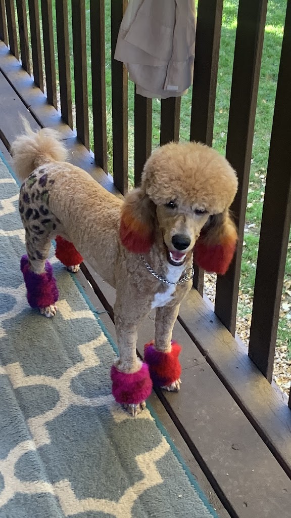 Doodle Doggie Day Spa in Murray