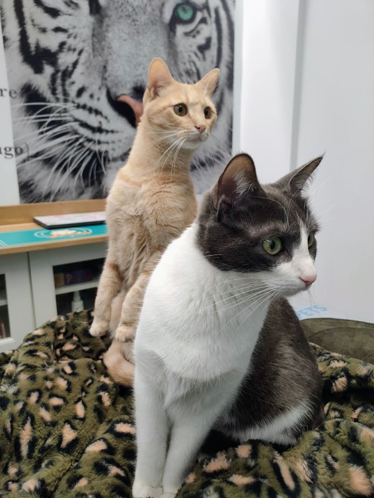 Clinica Veterinaria El Cau — Gato