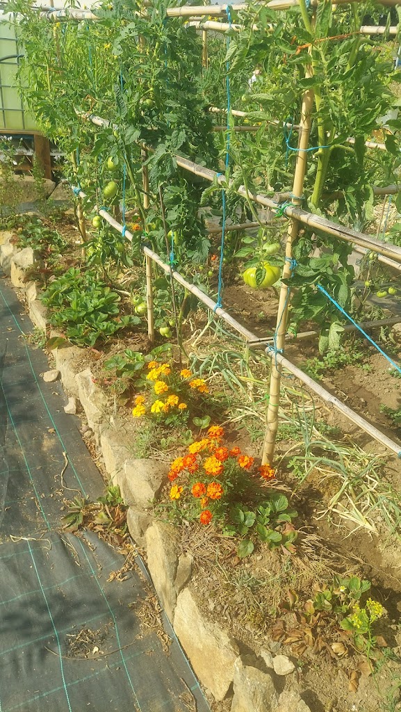 Horta Comunitaria De Lalin