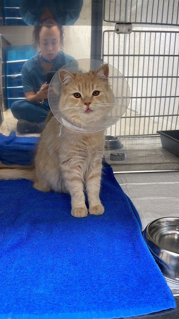 Clinica Veterinaria Animal Trust — Gato