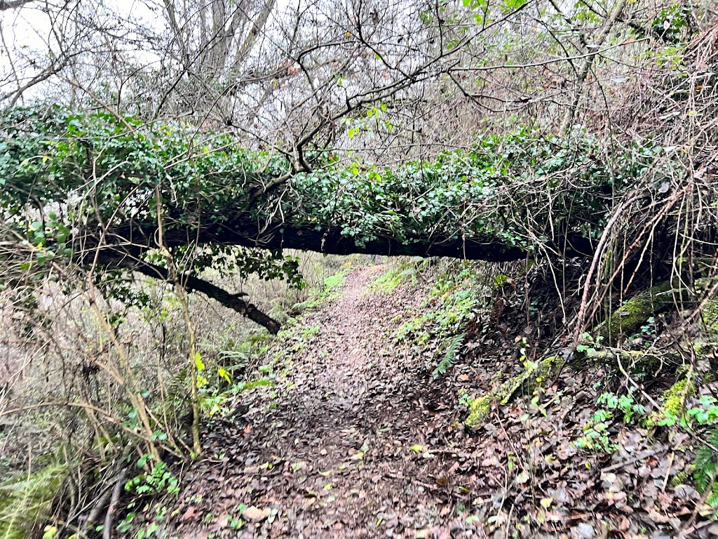 Ruta de los Puentes Colgantes