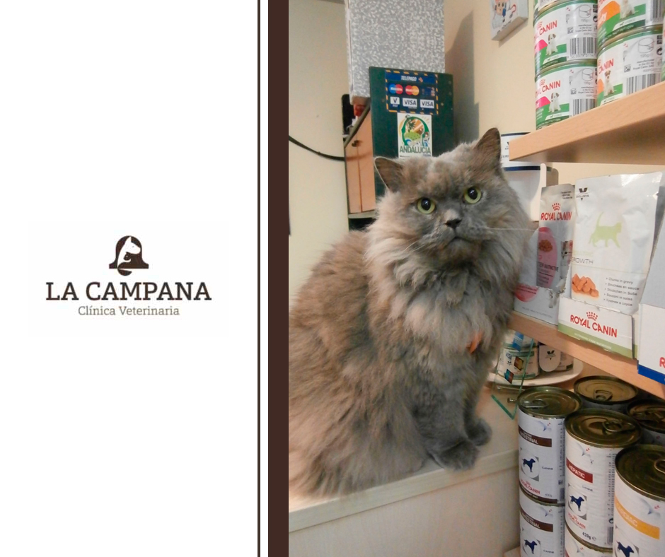 Clinica Veterinaria La Campana — Gato