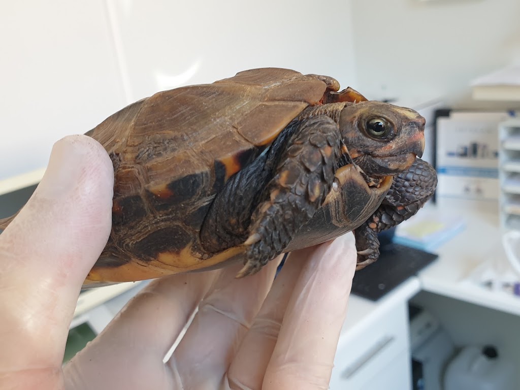 CLINICA VETERINARIA ZOOLOGICA de Pineda de Mar — Del propietario