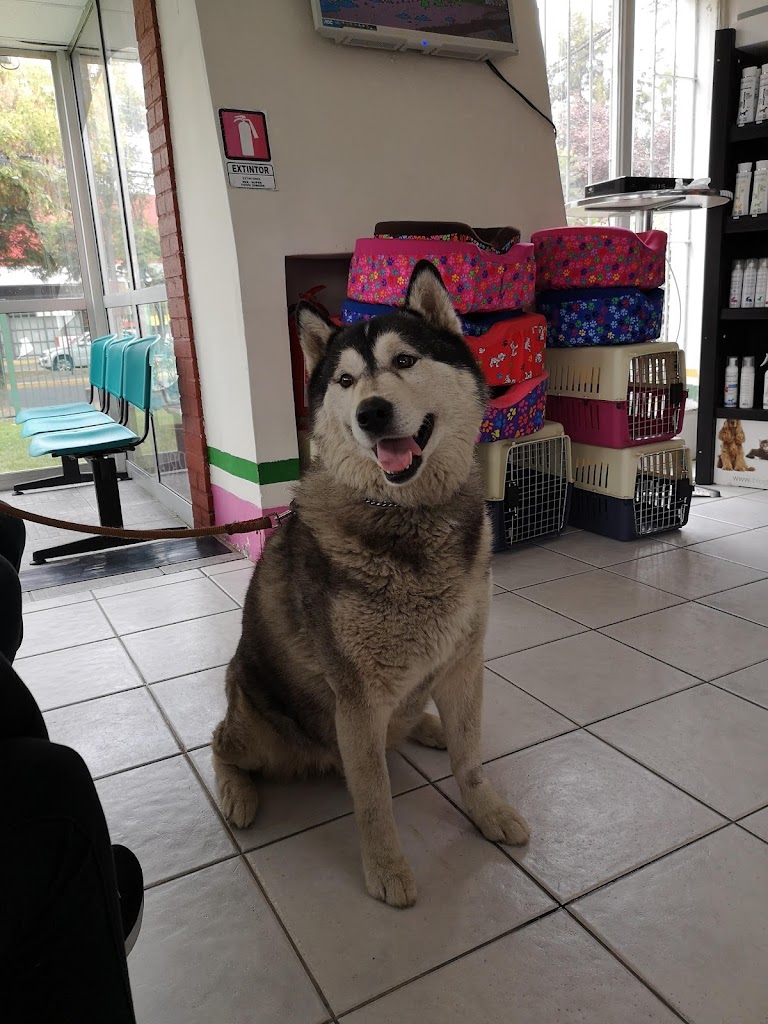 Perro