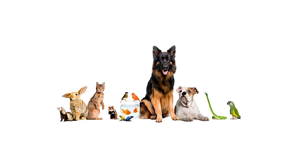 Clinica Veterinaria L'Eliana