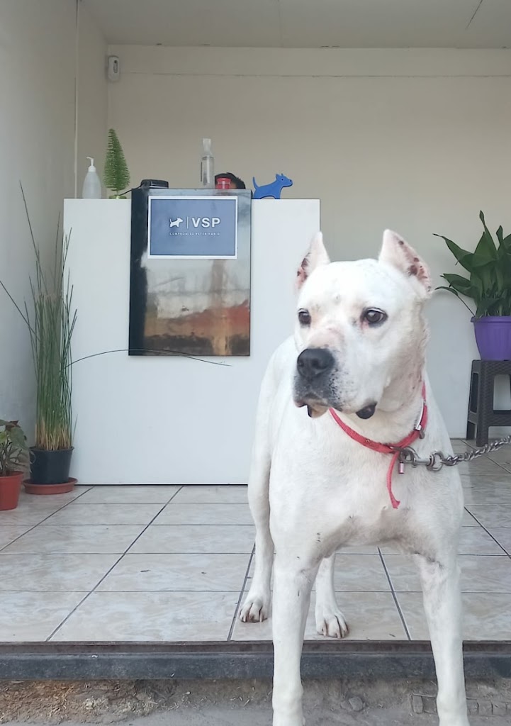 Perro