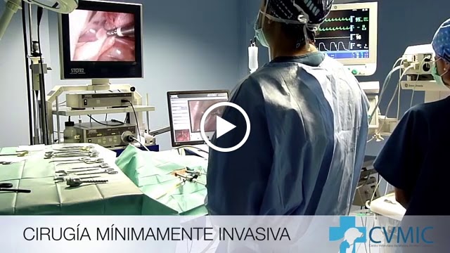 Centro Veterinario de Minima Invasion Canarias — Del propietario