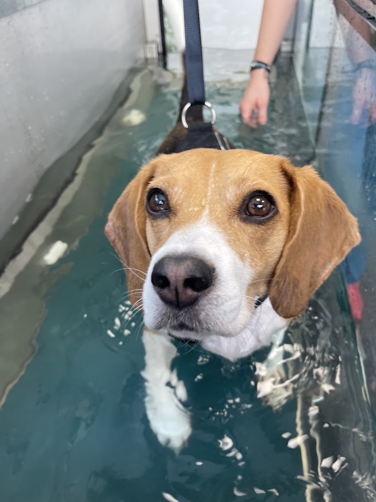 CLINICA VETERINARIA TERRA MASCOTES — Perro