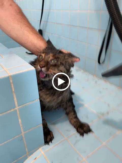 Clinica veterinaria Vet Family Alfafar — Videos