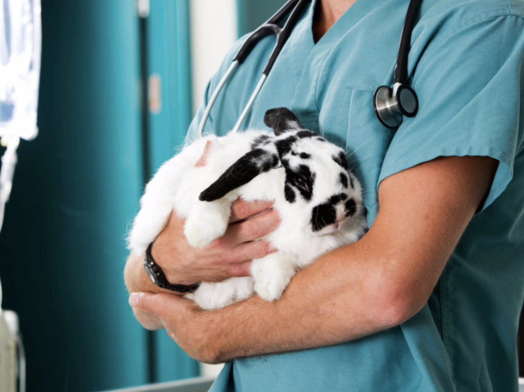 Veterinario Casarrubios del Monte. Grupo Civica Veterinarios. Clinica veterinaria. — Conejo