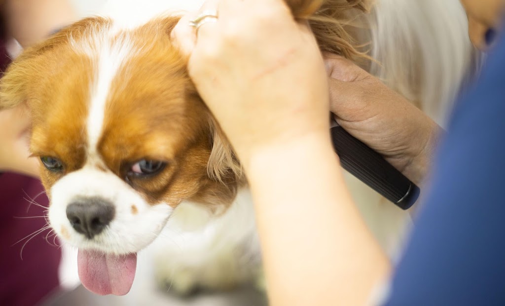 Centre Veterinari Sant Roc — Perro