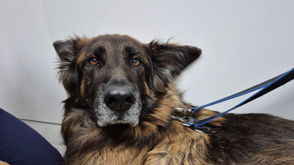 Clinica Veterinaria Wecan De Carreres — Perro